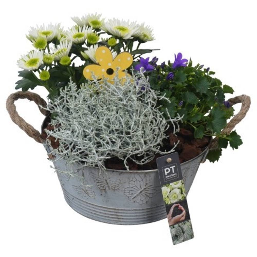 Garten.Arr PTSO6009 T23 H023