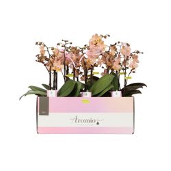 Phal.2-R lachsrosa Aromio Fresh T12 H35