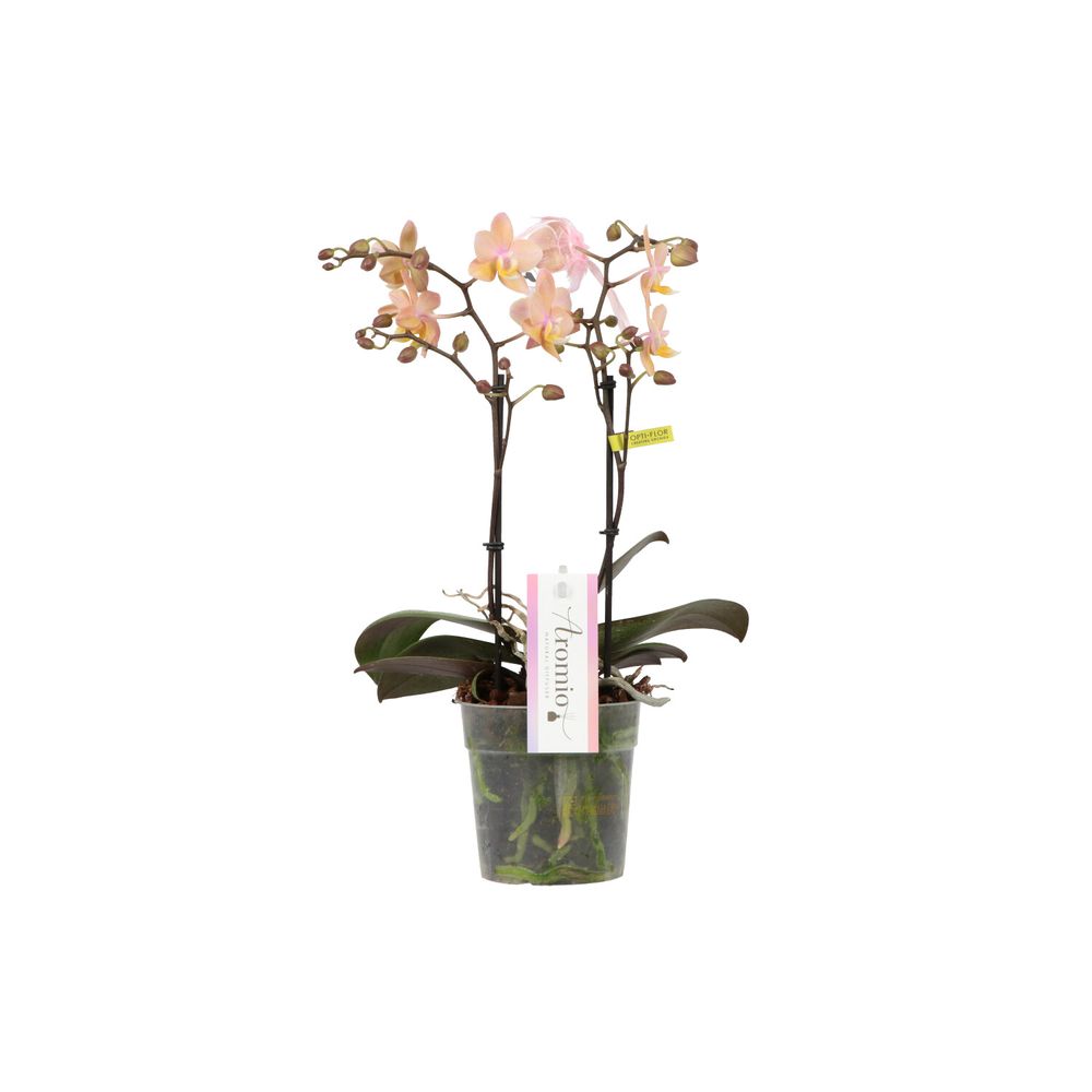 Phal.2-R lachsrosa Aromio Fresh T12 H35