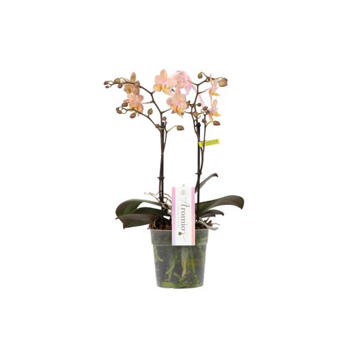 Phal.2-R lachsrosa Aromio Fresh T12 H35
