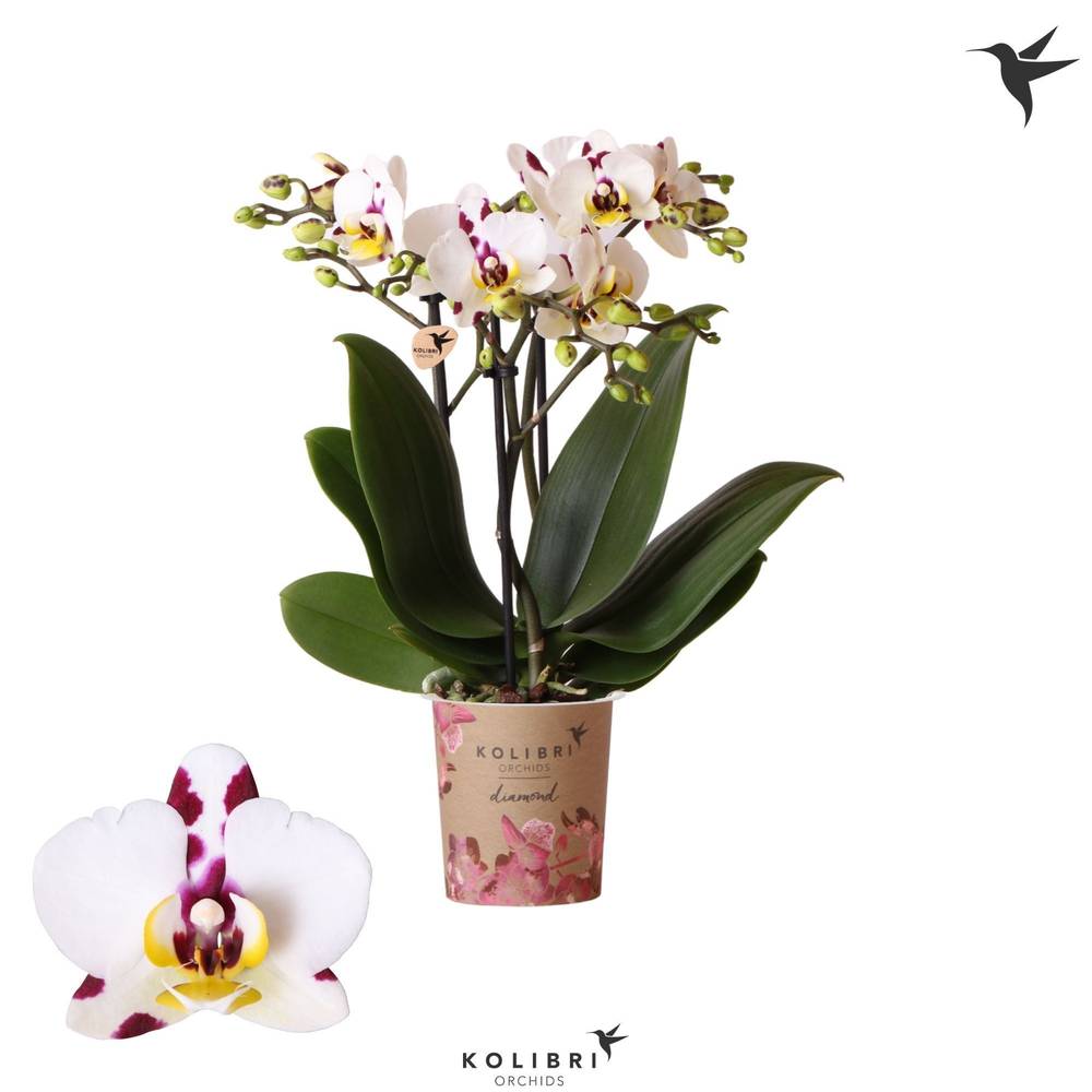 Phal.3-R Sint maarten T09 H045