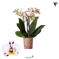 Phal.3-R Sint maarten T09 H045