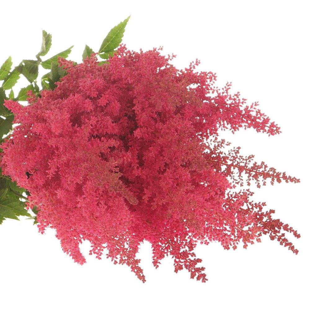 Spirea rosa Else Schluck 60cm