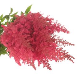Spirea rosa Else Schluck 60cm