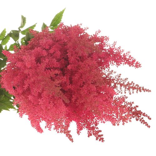 Spirea rosa Else Schluck 60cm