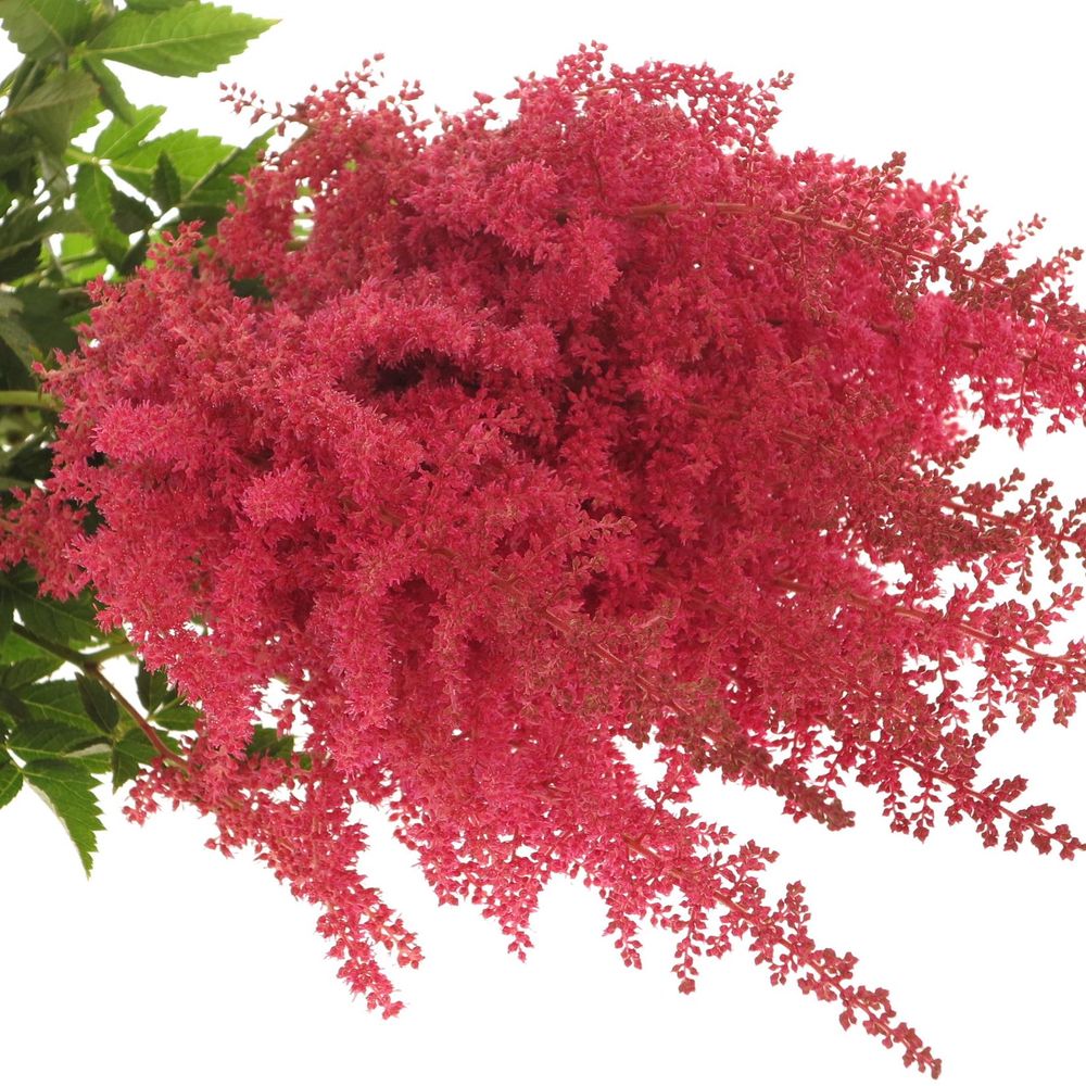 Spirea rosa Else Schluck 60cm