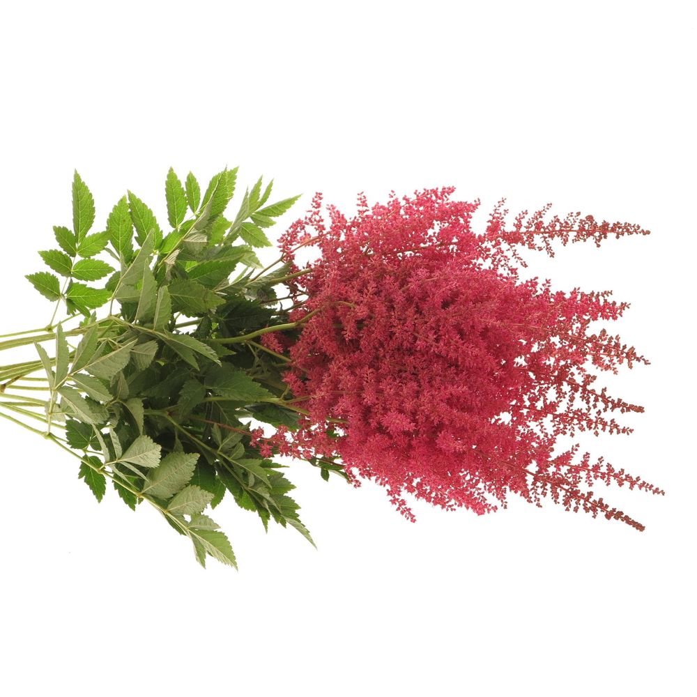 Spirea rosa Else Schluck 60cm