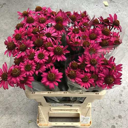 Rudbeckia Catharina 60cm Bluhend