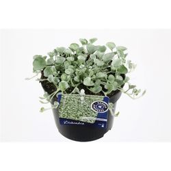 Dichondra Argentea Silver Falls T13 H015