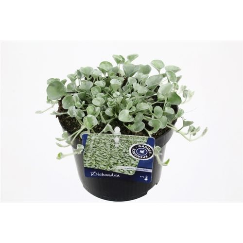 Dichondra Argentea Silver Falls T13 H015