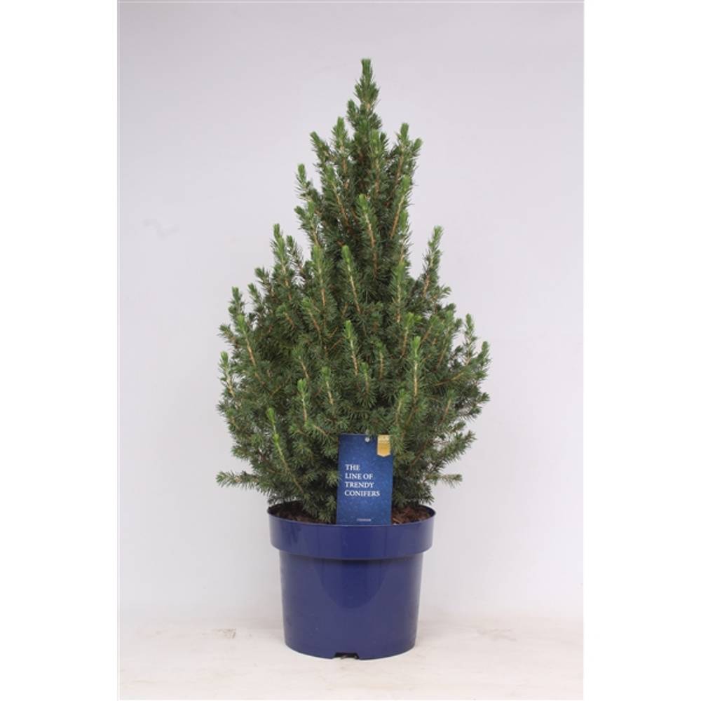 Picea Gl.Conica  T23 H65
