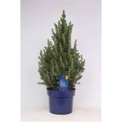 Picea Gl.Conica  T23 H65