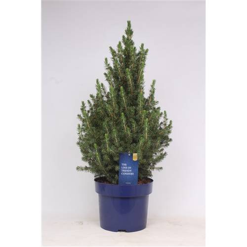 Picea Gl.Conica  T23 H65