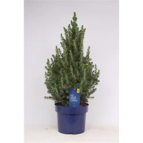 Picea Gl.Conica  T23 H65