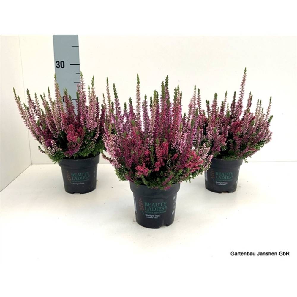 Calluna Bl Trio Wonder T10,5 H022