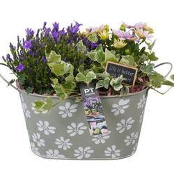 Garten.Arr PTPP6901 T27 H025