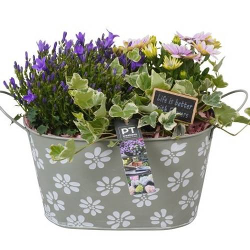 Garten.Arr PTPP6901 T27 H025