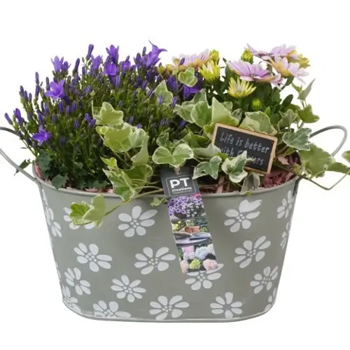 Garten.Arr PTPP6901 T27 H025