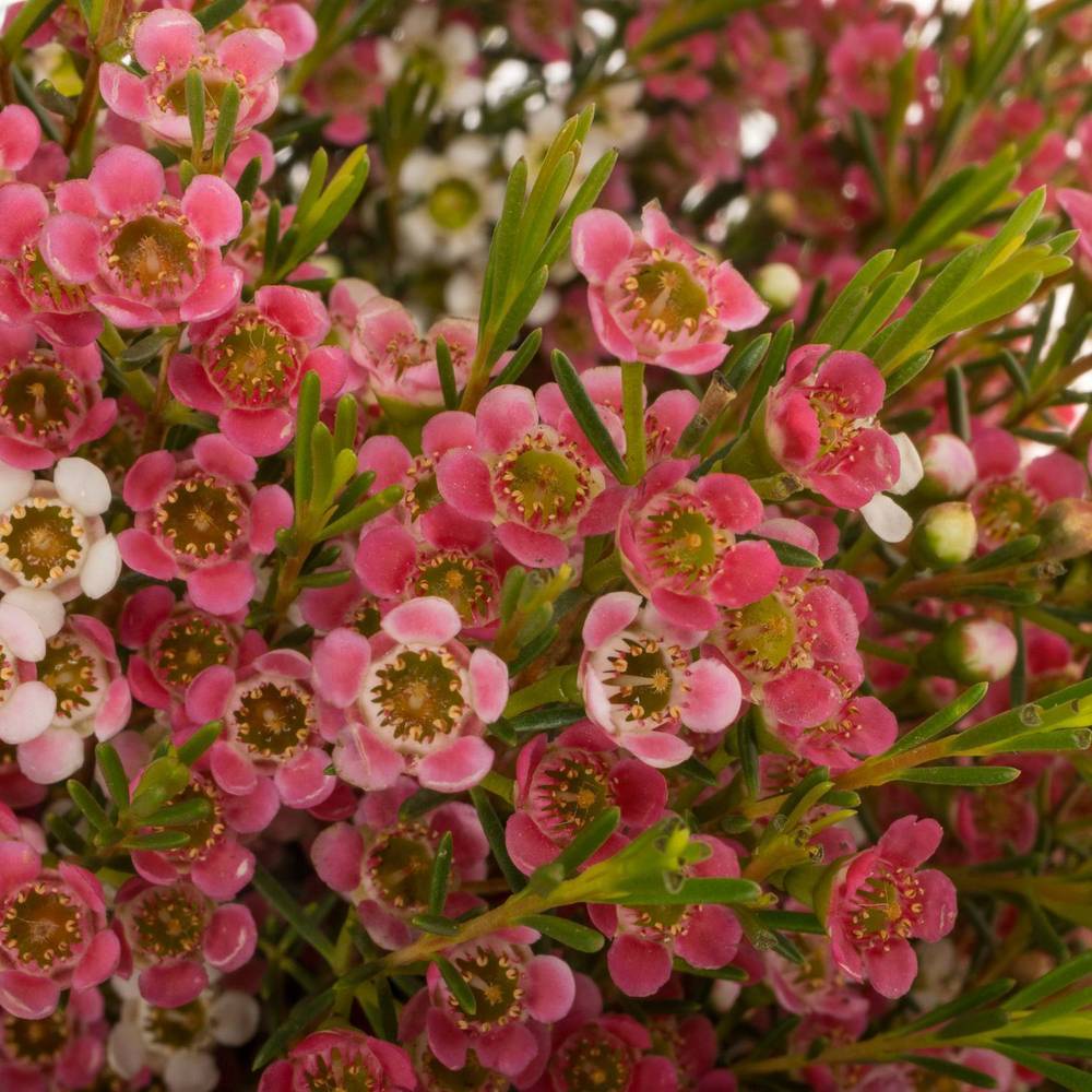 Wachsflower rot/creme Sw Sixteen 70 Gramm 60cm