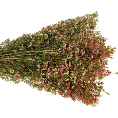 Wachsflower rot/creme Sw Sixteen 70 Gramm 60cm