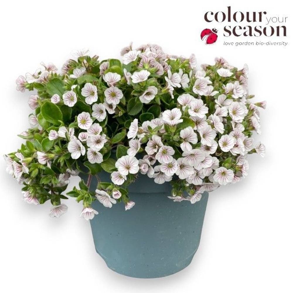 Gypsophilia weiss Cerastoides T15 H020