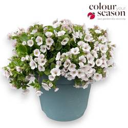 Gypsophilia weiss Cerastoides T15 H020