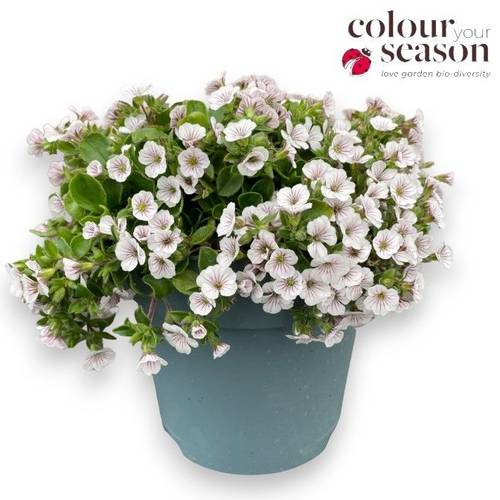 Gypsophilia weiss Cerastoides T15 H020