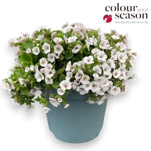Gypsophilia weiss Cerastoides T15 H020