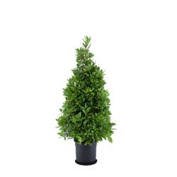 Lorbeer Nobilis Pyramide T25 H130