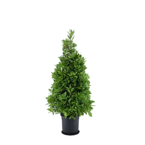 Lorbeer Nobilis Pyramide T25 H130