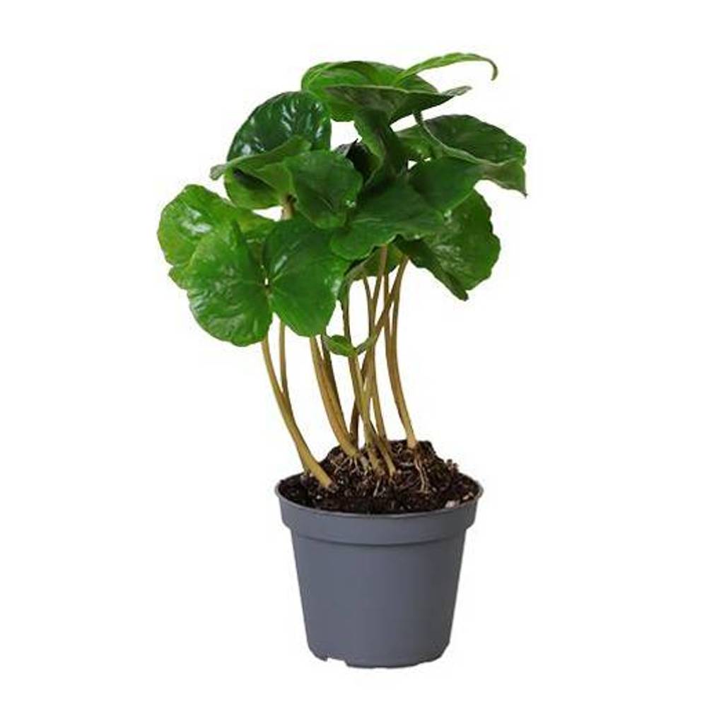 Coffea Arabica T06 H20