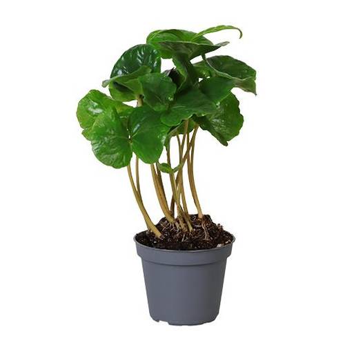 Coffea Arabica T06 H20