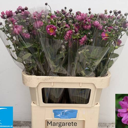 Anemoon rosa Margarete 80cm