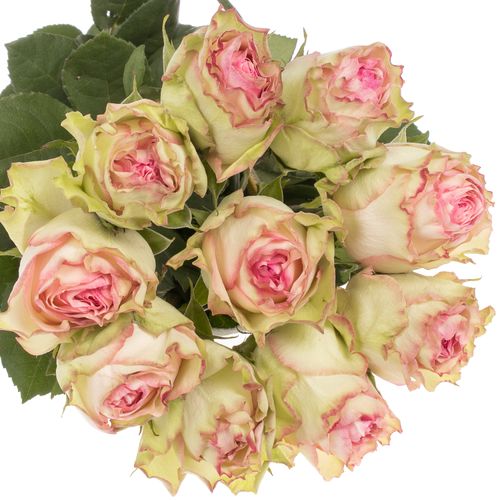 Rose creme/rosa Esperance (Ec) 70cm X10