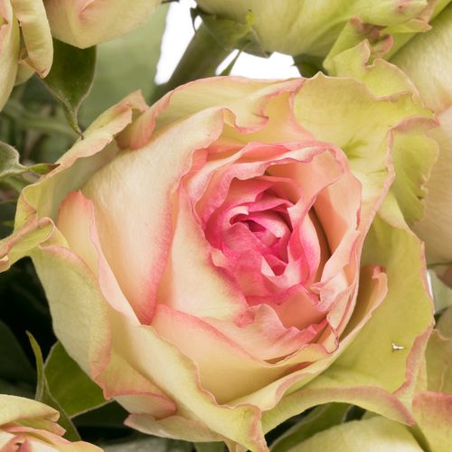 Rose creme/rosa Esperance (Ec) 70cm X10