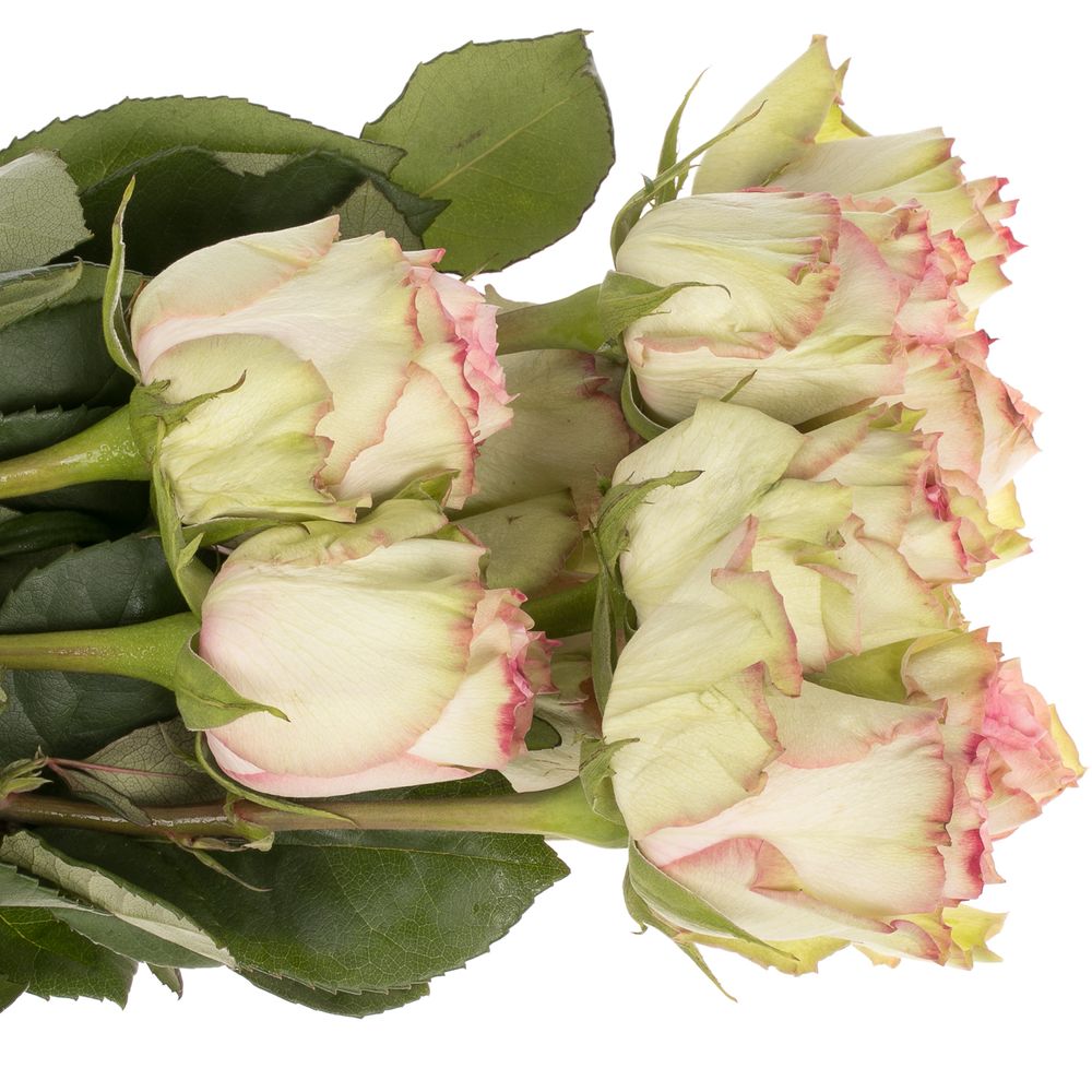 Rose creme/rosa Esperance (Ec) 70cm X10