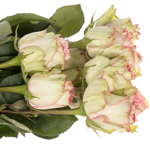 Rose creme/rosa Esperance (Ec) 70cm X10