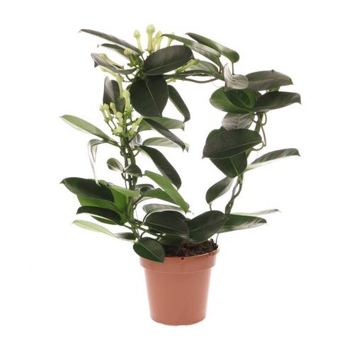 Stephanothis Bogen 3-5Bl. T12 H040
