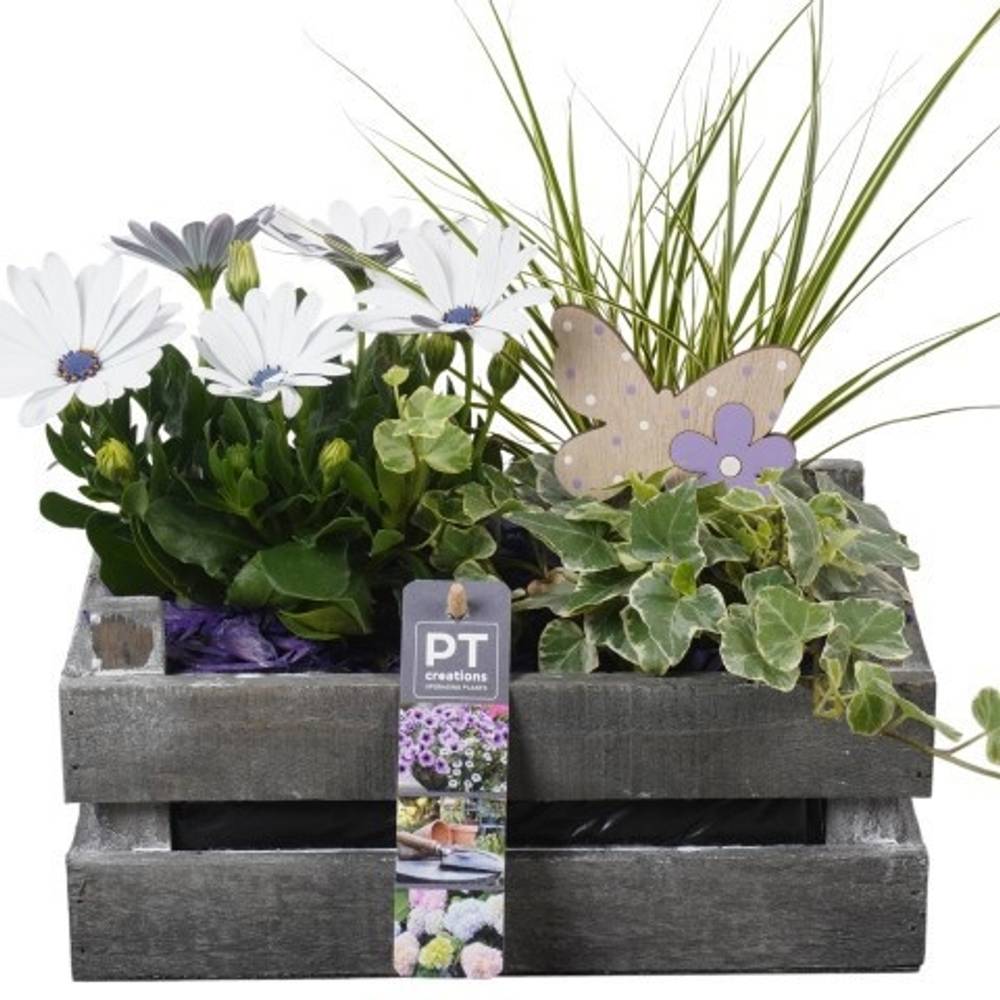 Garten.Arr PTPP7001 T24 H030