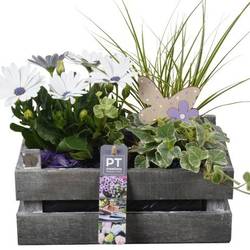 Garten.Arr PTPP7001 T24 H030