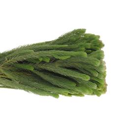 Brunia Albiflora grün 50cm