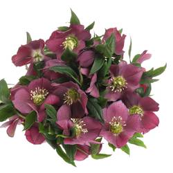 Helleborus weinrot Queens Red 40cm x15