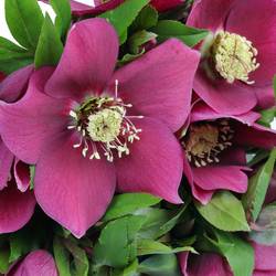 Helleborus weinrot Queens Red 40cm x15