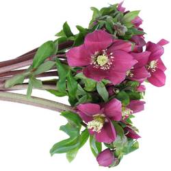 Helleborus weinrot Queens Red 40cm x15