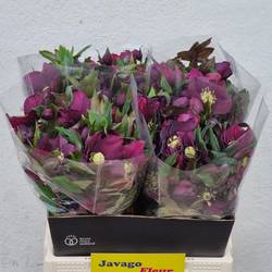 Helleborus weinrot Queens Red 40cm x15