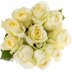 Rose creme/weiss Avalanche (Meijer) 70cm Valentinstag