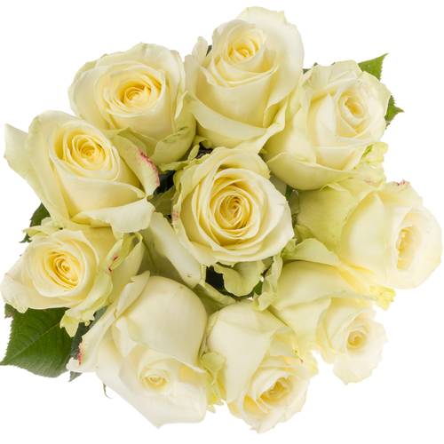 Rose creme/weiss Avalanche (Meijer) 70cm Valentinstag