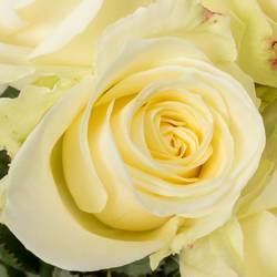 Rose creme/weiss Avalanche (Meijer) 70cm Valentinstag