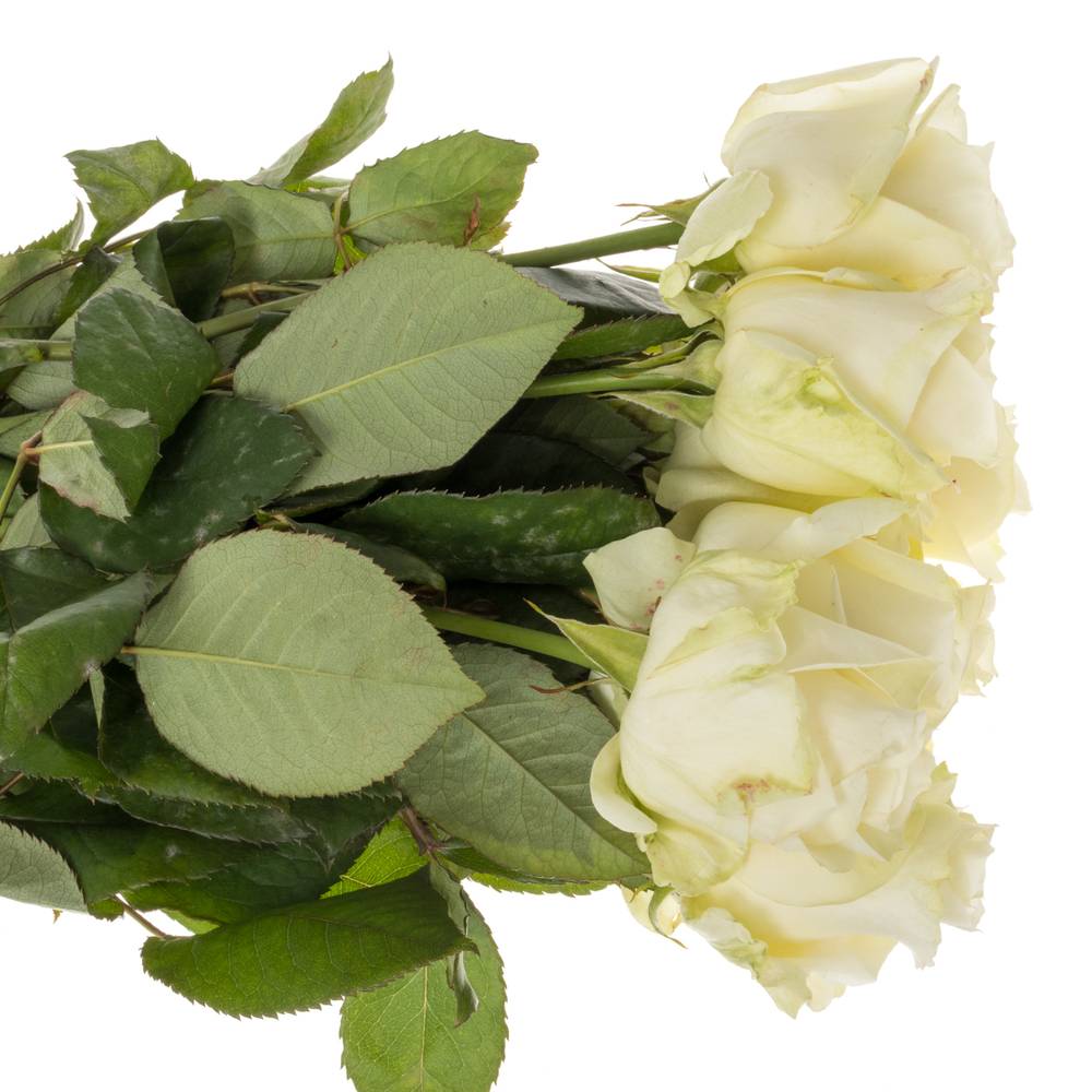 Rose creme/weiss Avalanche (Meijer) 70cm Valentinstag