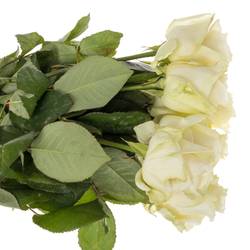 Rose creme/weiss Avalanche (Meijer) 70cm Valentinstag